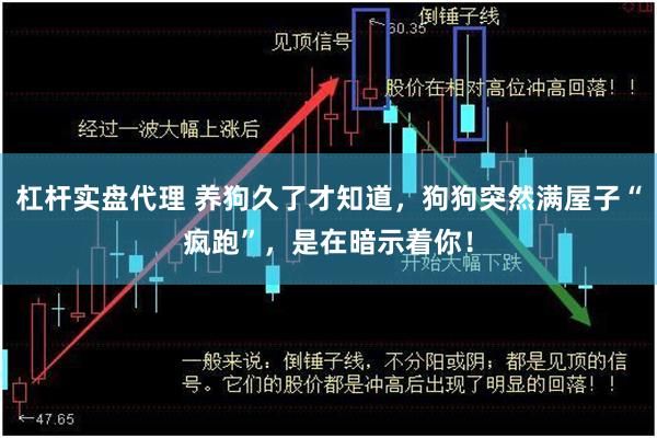 杠杆实盘代理 养狗久了才知道，狗狗突然满屋子“疯跑”，是在暗示着你！