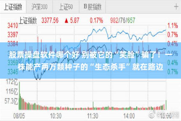 股票操盘软件哪个好 别被它的“笑脸”骗了！一株能产两万颗种子的“生态杀手”就在路边